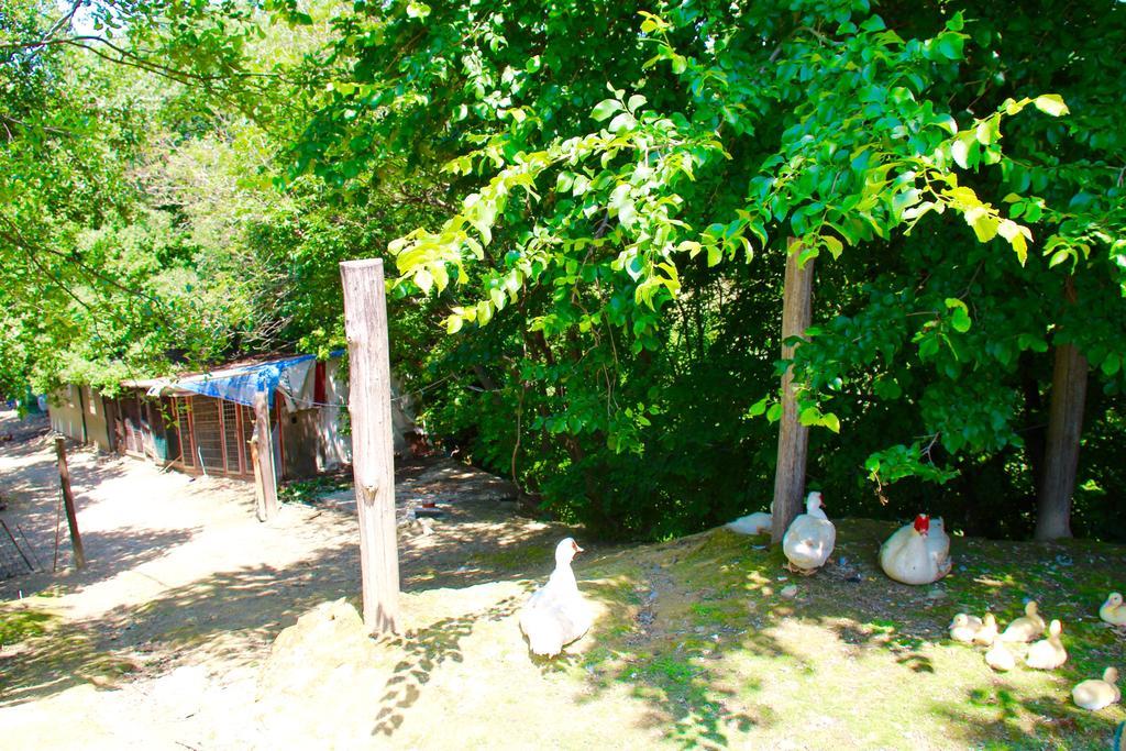 Agriturismo Biologico Villa Rosa Monte Guiduccio Bagian luar foto