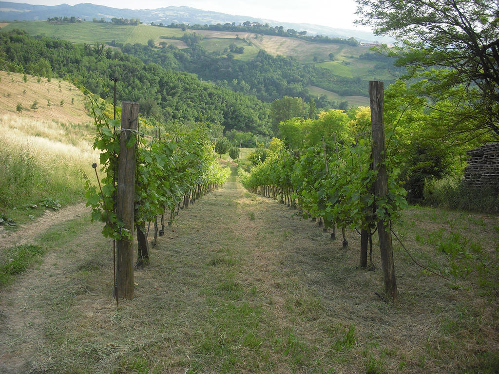 Agriturismo Biologico Villa Rosa Monte Guiduccio Bagian luar foto